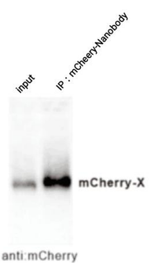 60360417df3be.png image.png