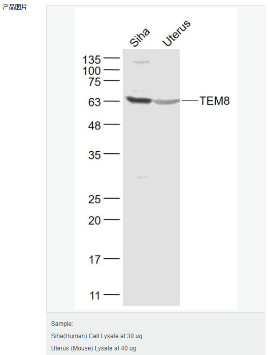 6052a7afed985.png image.png