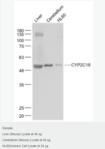 6052b56bf3361.png image.png