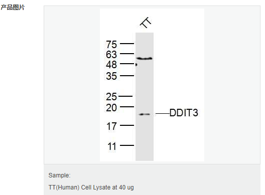 606bcc390d0e9.png image.png