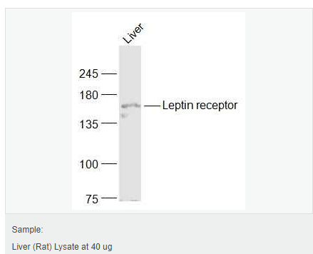 6076412dbbcf8.png image.png