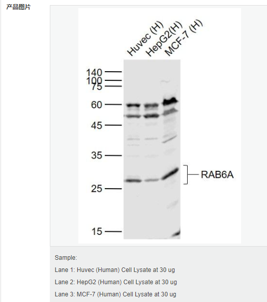 607d19c204d7a.png image.png